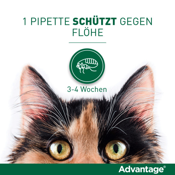 ADVANTAGE 80 mg f.gr.Katzen u.gr.Zierkaninchen
